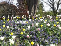 20160422 100008  Tulip detail