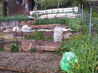 20160423 171509  time to wrap the tomatoes in plastic