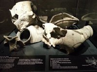 20160424 105108  Open house at the cantonal museum of archaeology