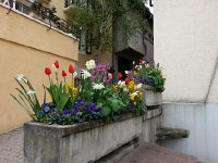 20160424 154524  Flowers near the fountain in Chernex