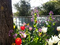 20160429 180120  Chernex flowers