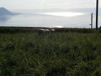 20160429 183735  Sheep at Sonzier not looking at the view