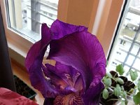 20160430 184035  Another iris