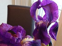 20160430 184043  Floral detail