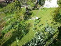 20160430 093847  Walking to David&#39;s - bundles of narcissus