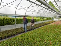 DSCN6257  David and Greg and thousands of begonia in the city greenhouses