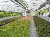 DSCN6258  Begonias were heavily over-represented