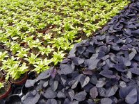 DSCN6261  Foliage like copper