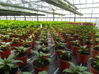 DSCN6269  like ten thousand Buddhas in Tibet