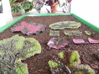 DSCN6285  Propagating begonia vegetatively