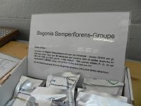 DSCN6289  Begonia seeds are nearly microscopic!