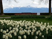 20160416 164251  Tulips and la Dent d&#39;Oche