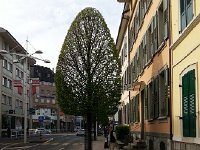 20160416 170107  Sculpted tree on the way back