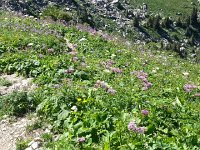 20160803 165821  Mountain vegetation
