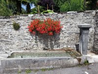 20160806 134503  begonias in Sonzier