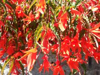 20160812 161225  Begonia study