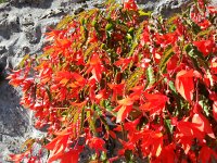 20160812 161235  Begonia study