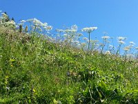 20160807 100959  Cow parsley