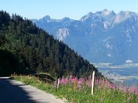 20160807 101358  Fireweed and le Grammont