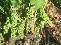 20160807 185700  Grapes along the staircase as I come home