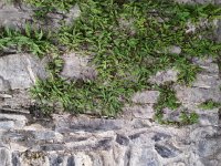IMG 0163  Ferns on old walls