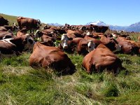 IMG 0172  very pregnant