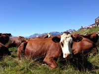 IMG 0234  Cows parked near the road