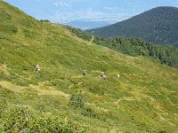 IMG 0331  Blueberry pickers