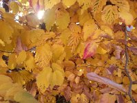 20161210 154313  Beech leaves w