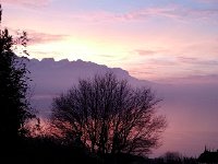 20161213 165719  Bare tree