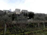 DSCN9029  the vines below Bonnieux