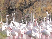 DSCN9177  Flamingos