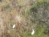 DSCN9178  and other birds