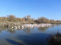 DSCN9181  but really it&#39;s about flamingos