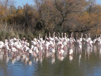 DSCN9183  snoozing and parading