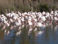 DSCN9184  nice necks