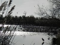 DSCN9189  many different flocks, many other birds