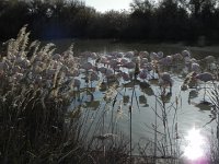 DSCN9192  phragmites and birds
