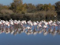 DSCN9220  to see these birds