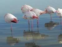 DSCN9221  pretending to be lawn ornaments