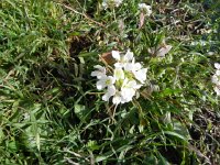 DSCN9116  A mustard, maybe for the condiment