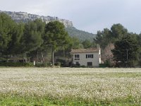 DSCN9117  A field full of them