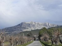 DSCN9119  Well-trimmed trees