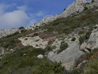 DSCN9133  a well-traveled trail