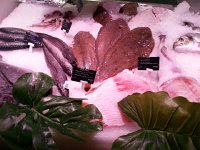 20161217 170802  and more fish