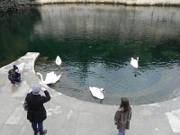 DSCN9101  Swams guarding the big spring