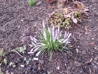20160208 100020  8 Feb - crocus making a show in Bern