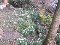 20160208 120018  Snowdrops too
