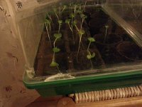 20160211 192844  with seedlings in the background