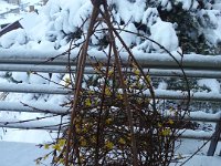 20160116 082101  The jasmine plant didn't get the memo...